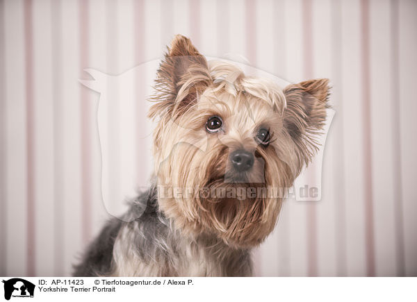 Yorkshire Terrier Portrait / Yorkshire Terrier Portrait / AP-11423