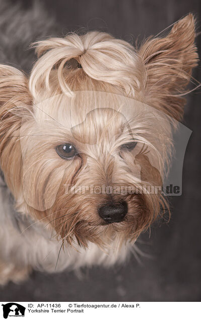Yorkshire Terrier Portrait / Yorkshire Terrier Portrait / AP-11436