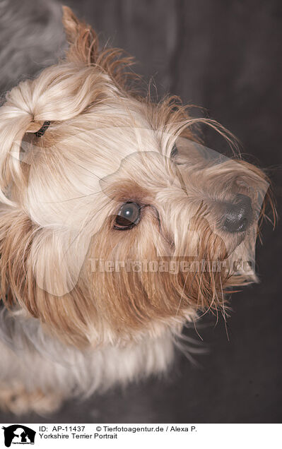 Yorkshire Terrier Portrait / Yorkshire Terrier Portrait / AP-11437