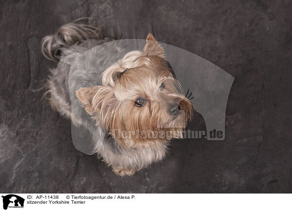 sitzender Yorkshire Terrier / sitting Yorkshire Terrier / AP-11438