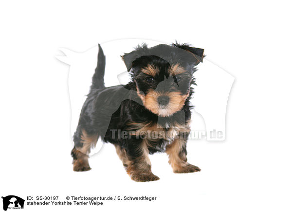 Yorkshire Terrier Welpe / Yorkshire Terrier Puppy / SS-30197