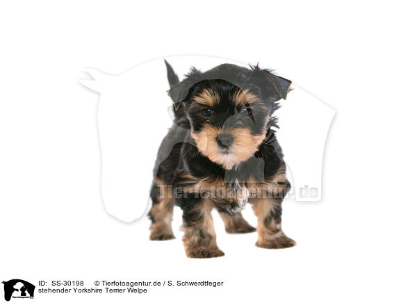 Yorkshire Terrier Welpe / Yorkshire Terrier Puppy / SS-30198
