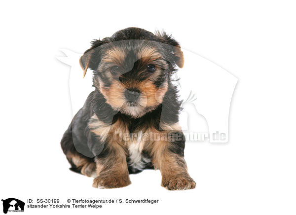 Yorkshire Terrier Welpe / Yorkshire Terrier Puppy / SS-30199