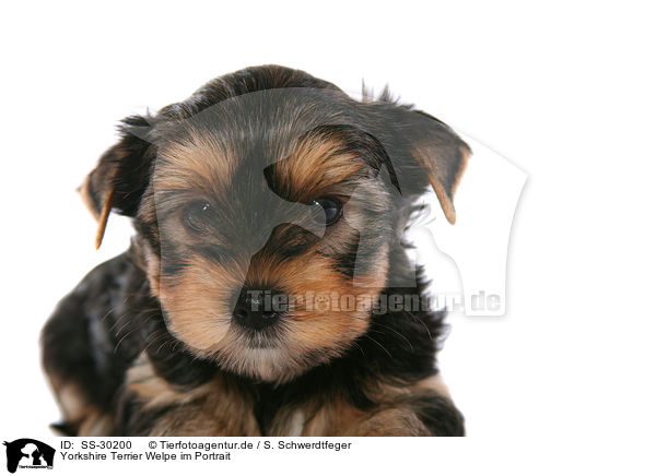 Yorkshire Terrier Welpe / Yorkshire Terrier Puppy / SS-30200