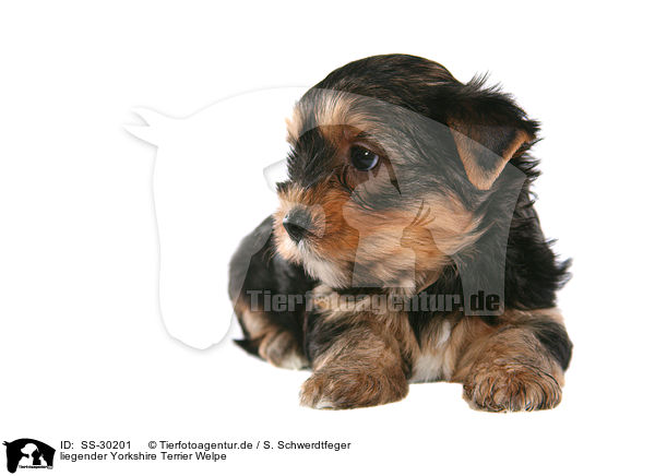 Yorkshire Terrier Welpe / Yorkshire Terrier Puppy / SS-30201