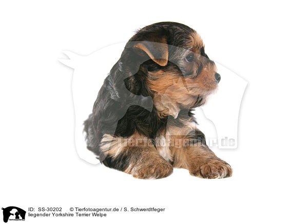 Yorkshire Terrier Welpe / Yorkshire Terrier Puppy / SS-30202