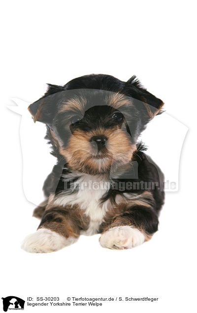 Yorkshire Terrier Welpe / Yorkshire Terrier Puppy / SS-30203