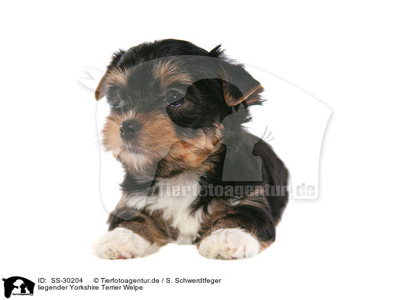 Yorkshire Terrier Welpe / Yorkshire Terrier Puppy / SS-30204