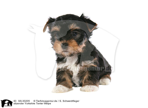 Yorkshire Terrier Welpe / Yorkshire Terrier Puppy / SS-30205