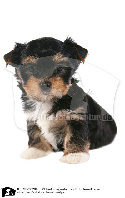 Yorkshire Terrier Welpe / Yorkshire Terrier Puppy / SS-30206