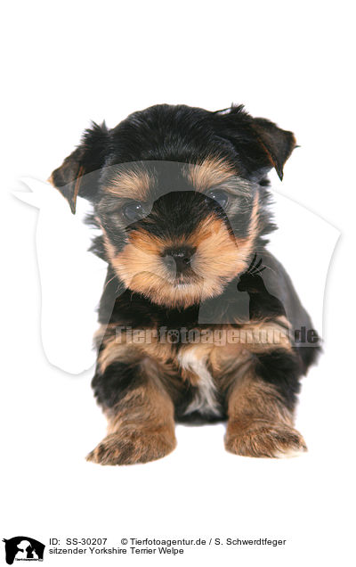 Yorkshire Terrier Welpe / Yorkshire Terrier Puppy / SS-30207