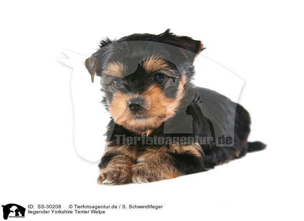 Yorkshire Terrier Welpe / Yorkshire Terrier Puppy / SS-30208