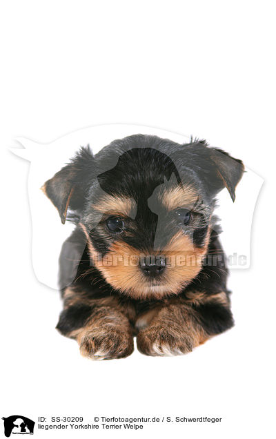 Yorkshire Terrier Welpe / Yorkshire Terrier Puppy / SS-30209
