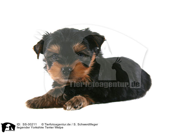 Yorkshire Terrier Welpe / Yorkshire Terrier Puppy / SS-30211