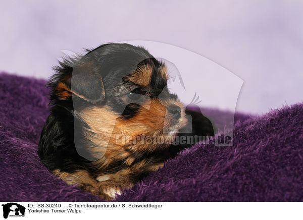 Yorkshire Terrier Welpe / Yorkshire Terrier Puppy / SS-30249