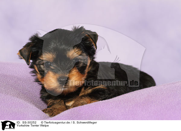Yorkshire Terrier Welpe / Yorkshire Terrier Puppy / SS-30252