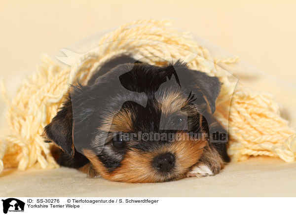 Yorkshire Terrier Welpe / Yorkshire Terrier Puppy / SS-30276