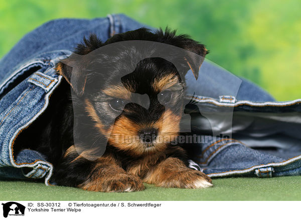 Yorkshire Terrier Welpe / Yorkshire Terrier Puppy / SS-30312