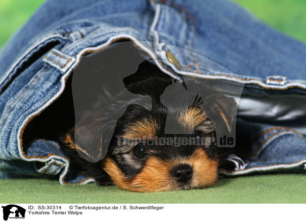 Yorkshire Terrier Welpe / Yorkshire Terrier Puppy / SS-30314