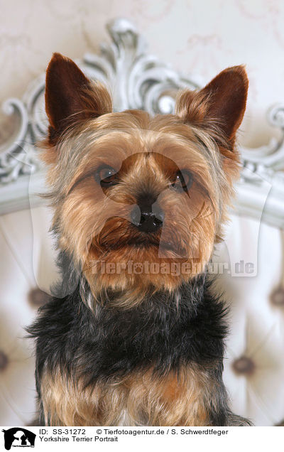 Yorkshire Terrier Portrait / Yorkshire Terrier Portrait / SS-31272