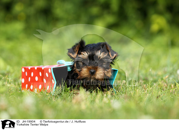 Yorkshire Terrier Welpe / Yorkshire Terrier Puppy / JH-19904