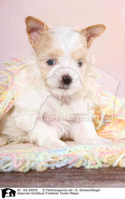 sitzender Golddust Yorkshire Terrier Welpe / sitting Golddust Yorkshire Terrier Puppy / SS-35505