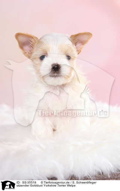 sitzender Golddust Yorkshire Terrier Welpe / sitting Golddust Yorkshire Terrier Puppy / SS-35518