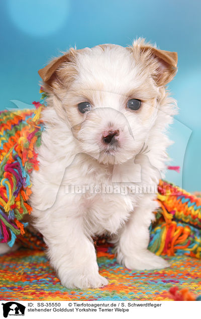 stehender Golddust Yorkshire Terrier Welpe / standing Golddust Yorkshire Terrier Puppy / SS-35550