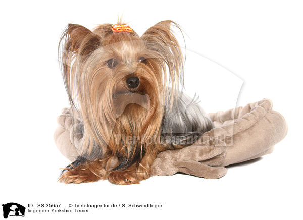 liegender Yorkshire Terrier / SS-35657