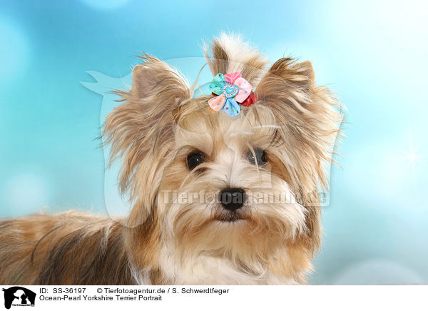 Ocean-Pearl Yorkshire Terrier Portrait / SS-36197