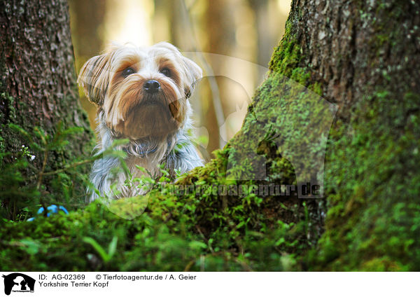 Yorkshire Terrier Kopf / Yorkshire Terrier Portrait / AG-02369