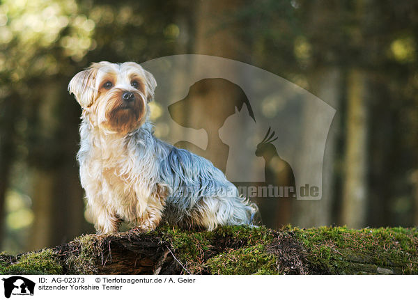 sitzender Yorkshire Terrier / sitting Yorkshire Terrier / AG-02373