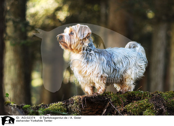 stehender Yorkshire Terrier / standing Yorkshire Terrier / AG-02374