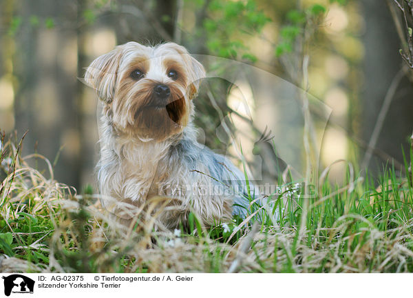 sitzender Yorkshire Terrier / sitting Yorkshire Terrier / AG-02375