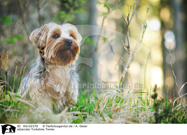 sitzender Yorkshire Terrier / sitting Yorkshire Terrier / AG-02378