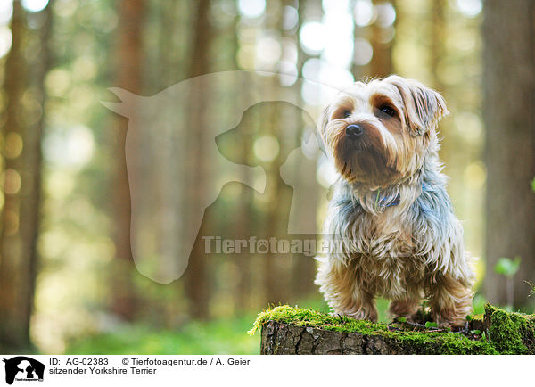 sitzender Yorkshire Terrier / sitting Yorkshire Terrier / AG-02383