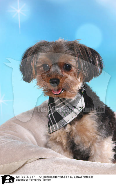 sitzender Yorkshire Terrier / sitting Yorkshire Terrier / SS-37747