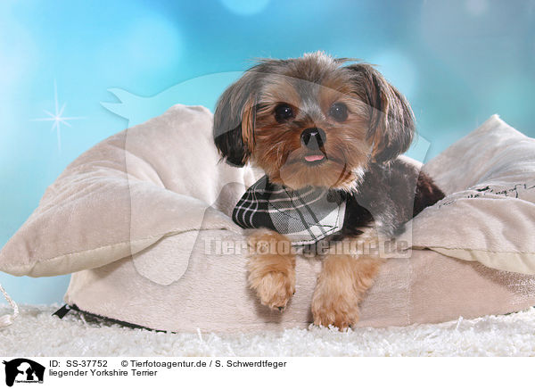 liegender Yorkshire Terrier / lying Yorkshire Terrier / SS-37752