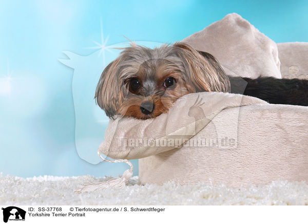 Yorkshire Terrier Portrait / Yorkshire Terrier Portrait / SS-37768