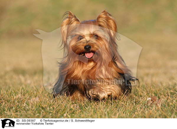 rennender Yorkshire Terrier / SS-39387