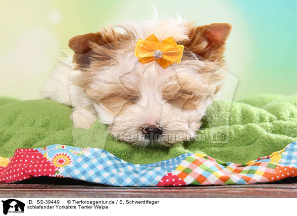 schlafender Yorkshire Terrier Welpe / SS-39449