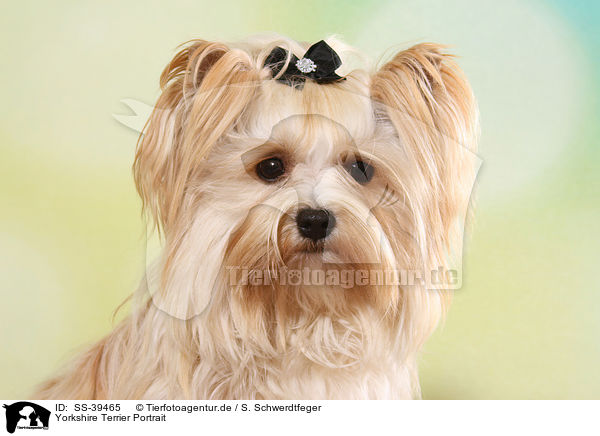 Yorkshire Terrier Portrait / Yorkshire Terrier Portrait / SS-39465