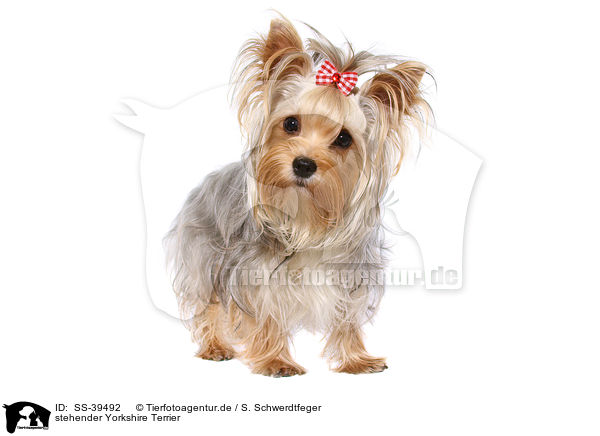 stehender Yorkshire Terrier / standing Yorkshire Terrier / SS-39492