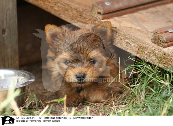 liegender Yorkshire Terrier Welpe / lying Yorkshire Terrier Puppy / SS-39634