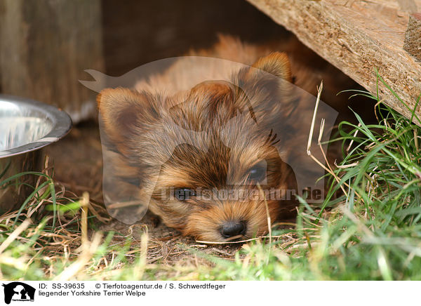 liegender Yorkshire Terrier Welpe / lying Yorkshire Terrier Puppy / SS-39635