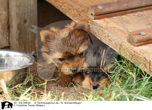 2 Yorkshire Terrier Welpen / 2 Yorkshire Terrier Puppies / SS-39636