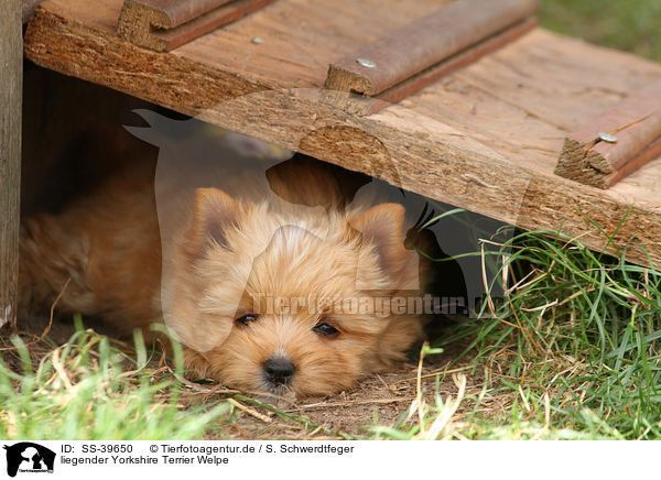 liegender Yorkshire Terrier Welpe / lying Yorkshire Terrier Puppy / SS-39650