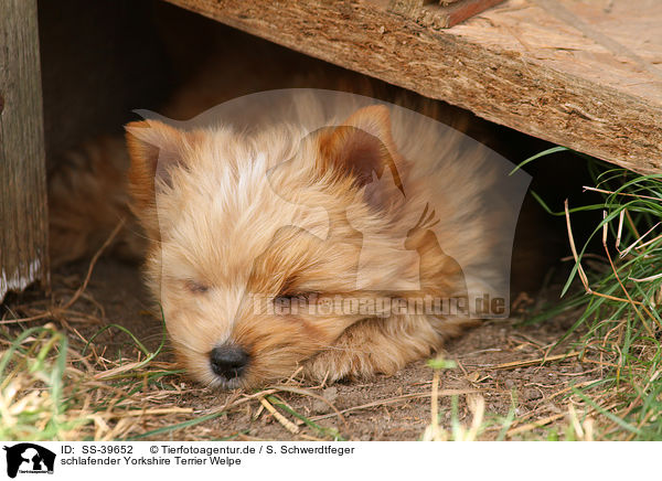 schlafender Yorkshire Terrier Welpe / sleeping Yorkshire Terrier Puppy / SS-39652