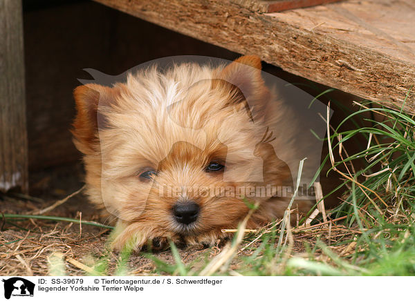 liegender Yorkshire Terrier Welpe / lying Yorkshire Terrier Puppy / SS-39679