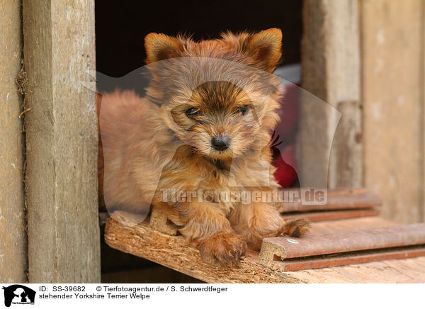 stehender Yorkshire Terrier Welpe / standing Yorkshire Terrier Puppy / SS-39682